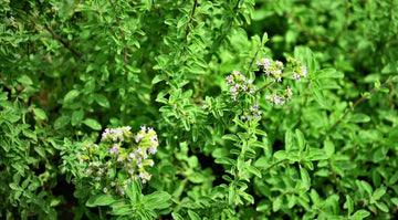 Why Oregano Oil Is a Powerful Natural Supplement